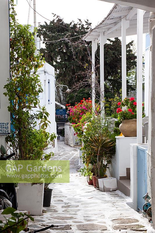 View to narrow alleyway filled with potted plants, Mykonos town, Greece.