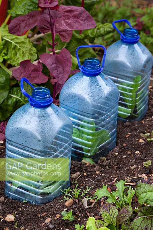 Plastic bottles are repurposed as cloches to protect crops. 