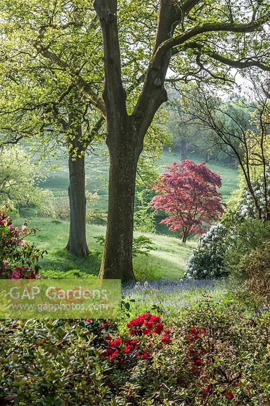 View of trees and flowering shrubs at High Beeches, Sussex, UK.