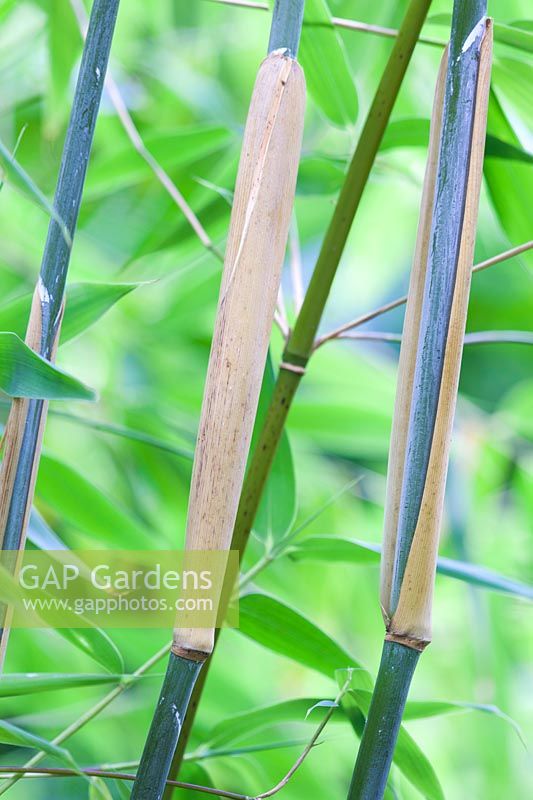 Fargesia murielae, clump-forming bamboo