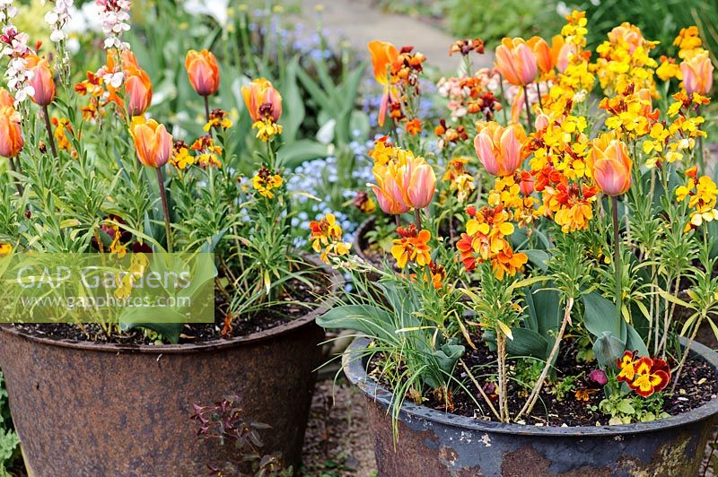 Tulipa 'Prinses Irene' and wallflowers in metal planters.