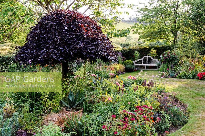 View of a curved herbaceous perennial border with central copper Fagus - Beech. 
