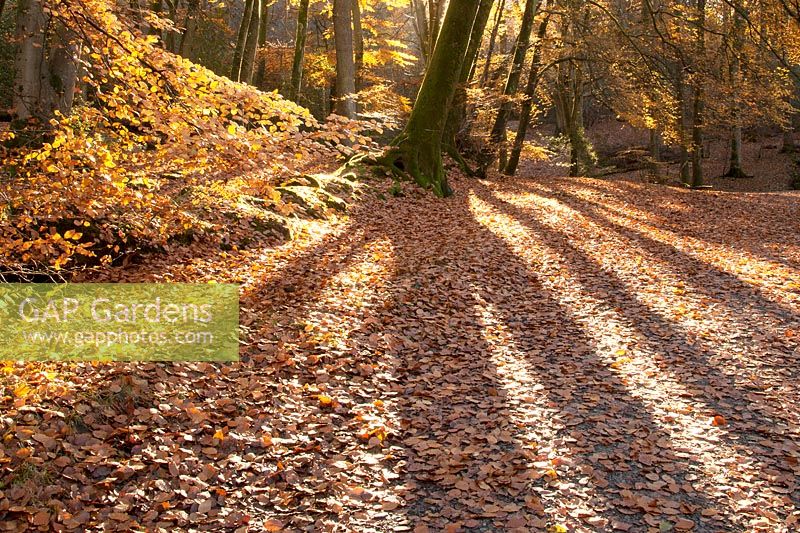 View of Fagus sylvatica - Common Beech - casting shadows over autumnal fallen leaves. 