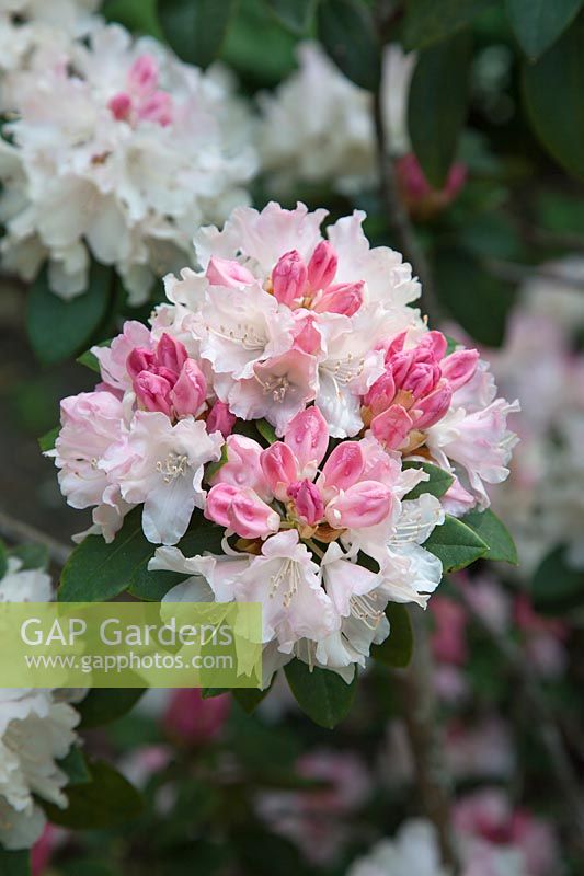 Rhododendron 'Dreamland' 