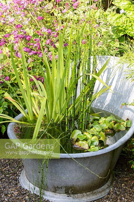 Ancient zinc bathtub planted with Eichhornia crassipes, Equisetum and Iris pseudacorus. 