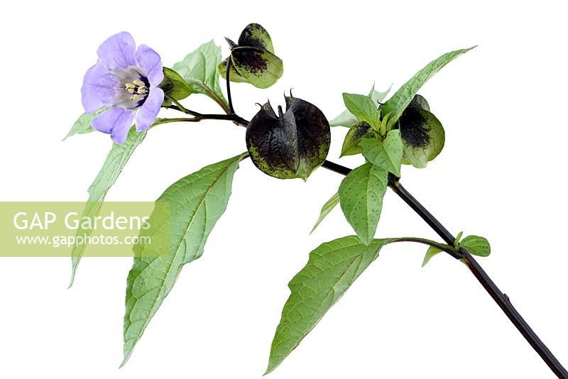 Nicandra physalodes - Shoo-fly - Apple of Peru Flower and seed calyces  