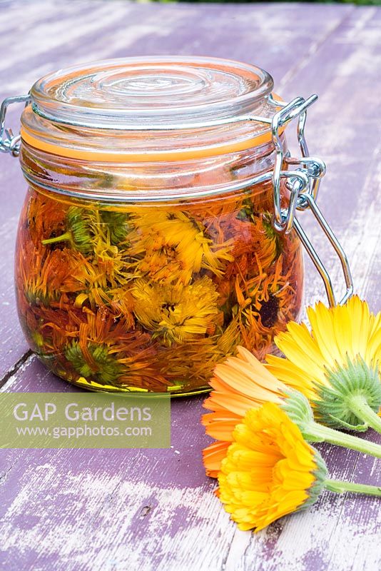 Sealed glass jar of Calendula petals steeping in oil - making Calendula oil