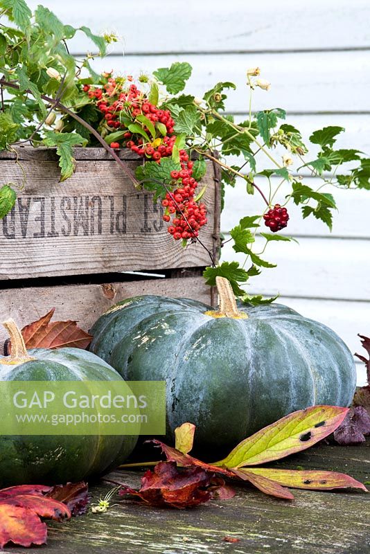 Pumpkin 'Musquee de Provence' with autumn foliage and berries. 