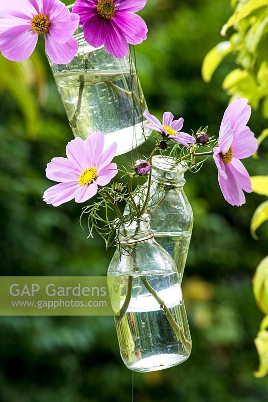 Close up of Cosmos displayed in hanging glass bottles. 