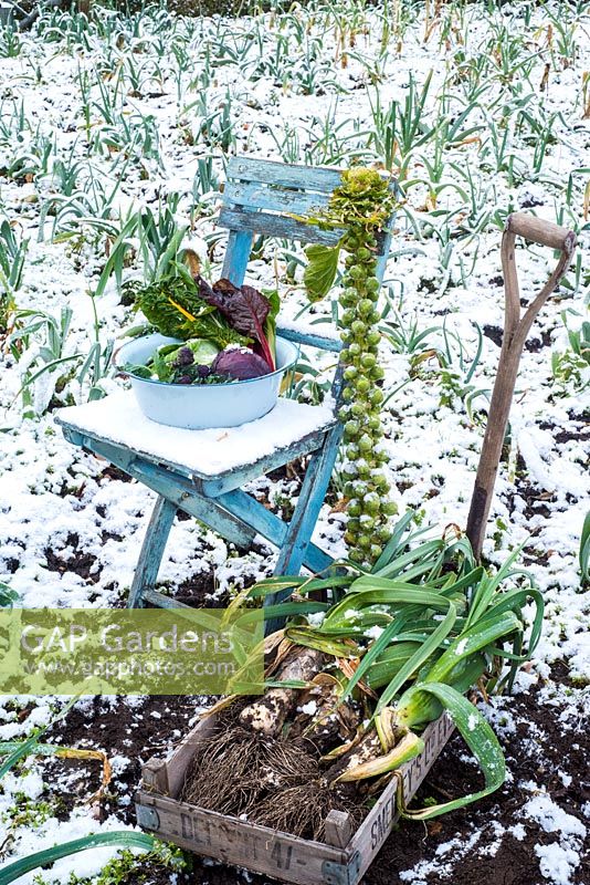 Winter harvest in snowy vegetable garden.