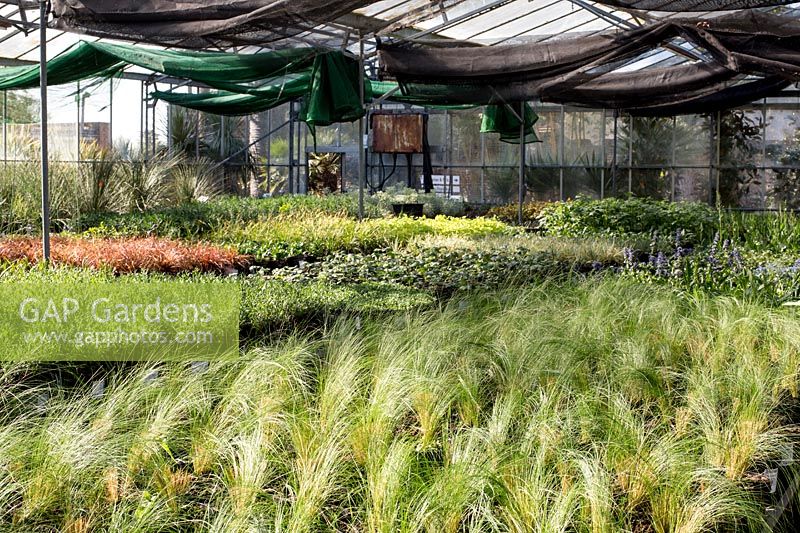 Stipa tenuissima 'Pony Tails' in large nursery glass house at The Palm Centre, Ham, UK.