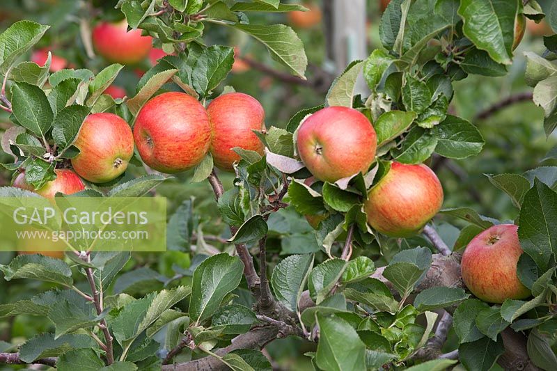 Malus domestica 'Bramley's Seedling' - apple