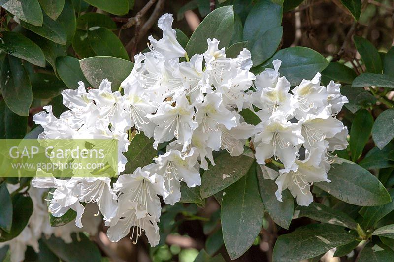Rhododendron 'Cunninghams White'