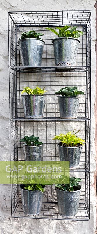  Miniature hostas growing in galvanised pots and hung on house wall in metal cage

