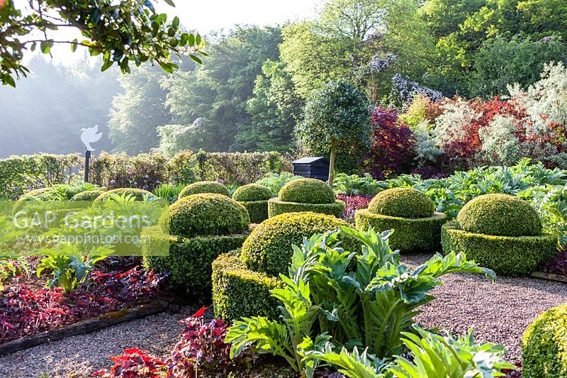 Rows of clipped topiary of Buxus sempervirens - box - in a vegetable garden 
with contrasting cardoon foliage

