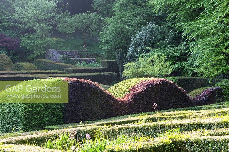 Two colours of beech - Fagus sylvatica and Fagus sylvatica 'Atropurpurea 
Group' trained and clipped into a wave-shaped hedge

