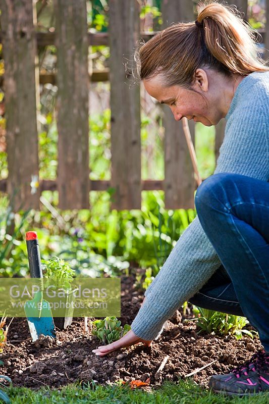 Firming in ground with fingertips after planting young perennials