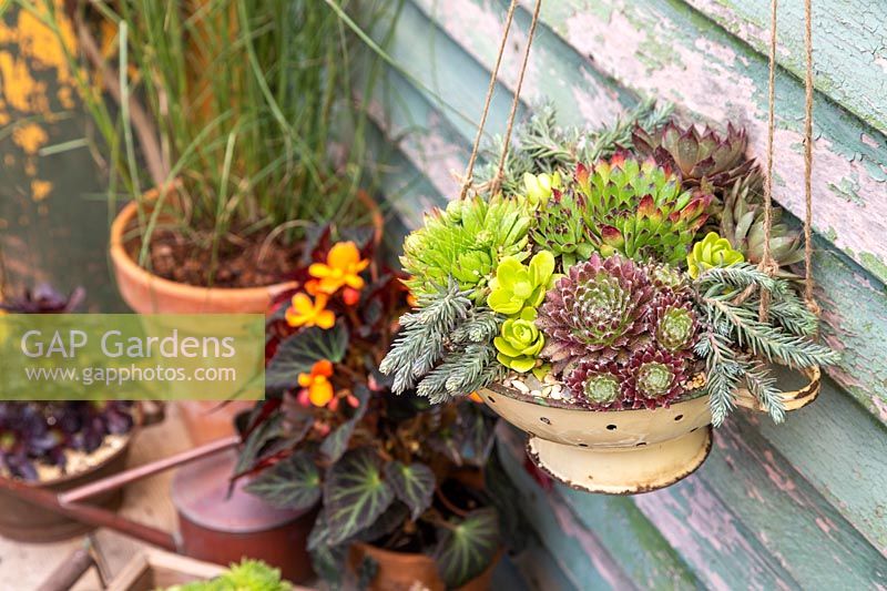Colander planted with mixed succulents hanging in rustic setting
