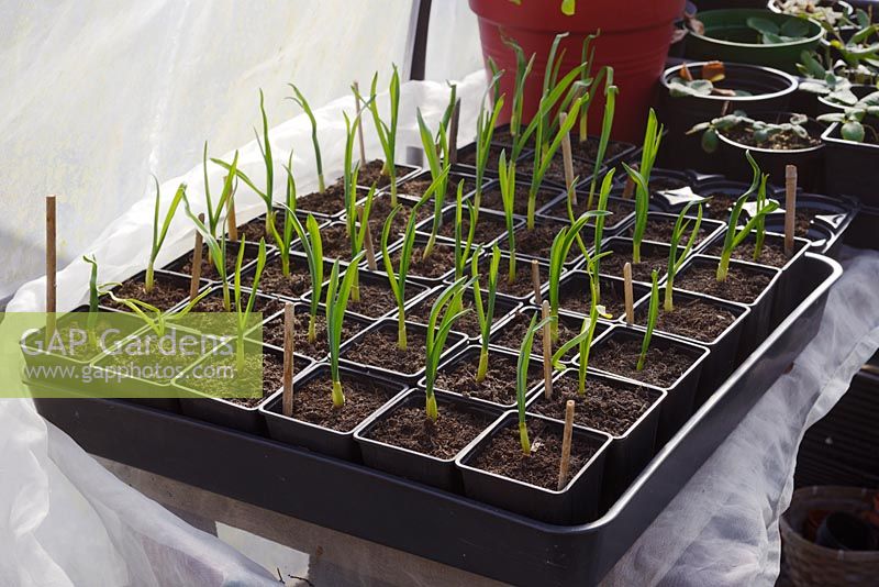 Young Garlic plants and overwintered in pots in polytunnel, Wales, UK