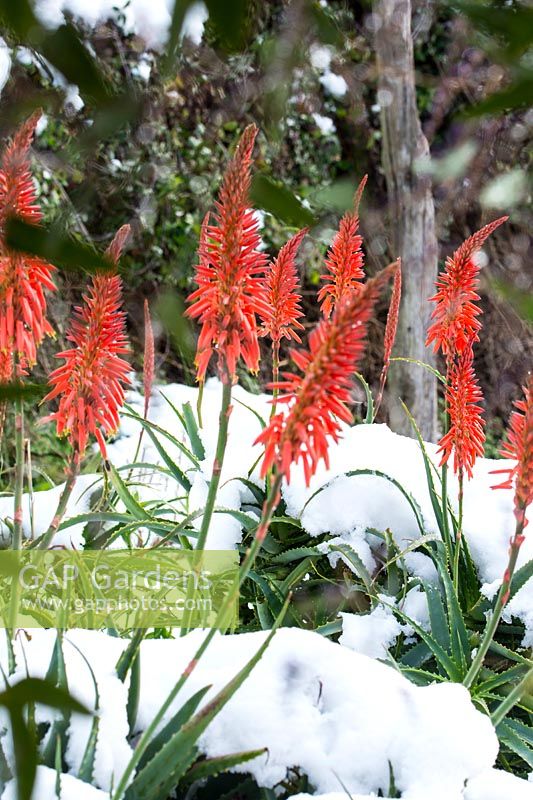 Aloes after heavy snowfall. La Huerta, Andalucia, Spain.