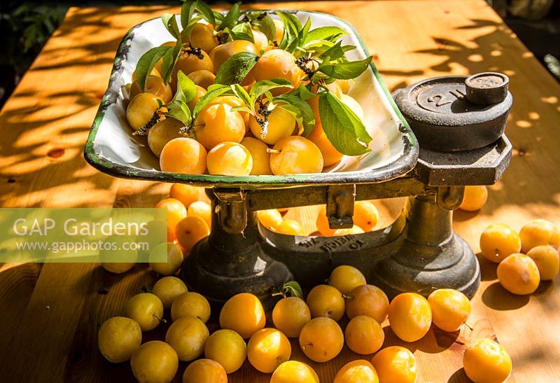 A kilo of 'Golden Japan' plums on a set of scales