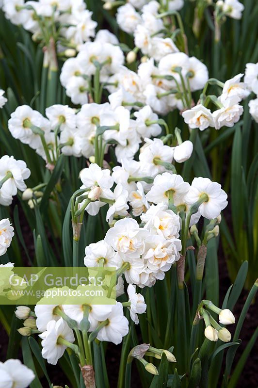 Narcissus 'Bridal Crown' - daffodil 