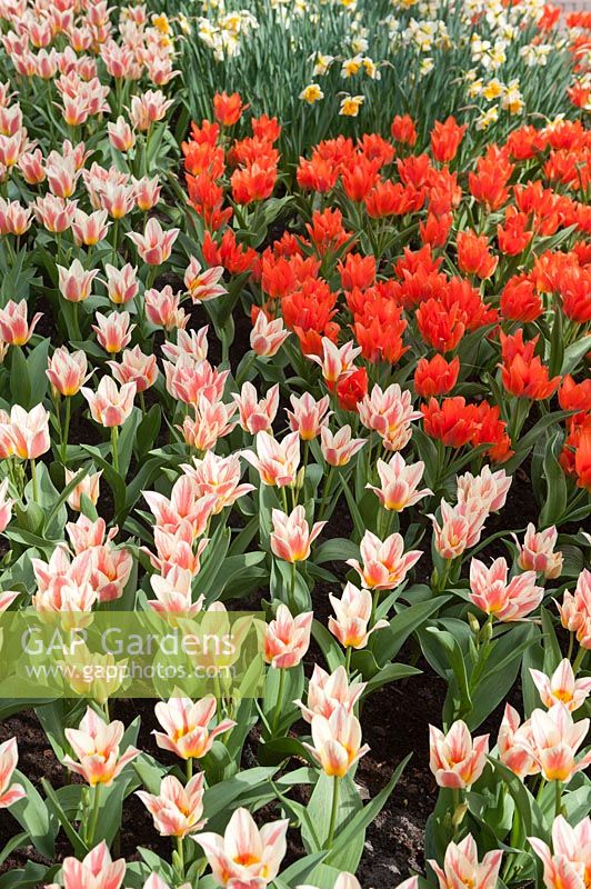 Tulipa 'Quebec' and 'Orange Toronto' - Tulips