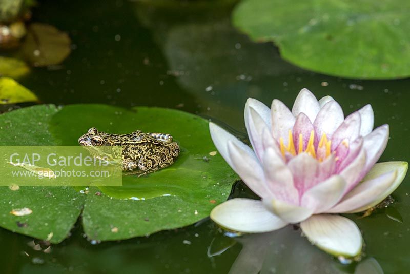 Common frog - Rana temporaria, on water lily leaf.