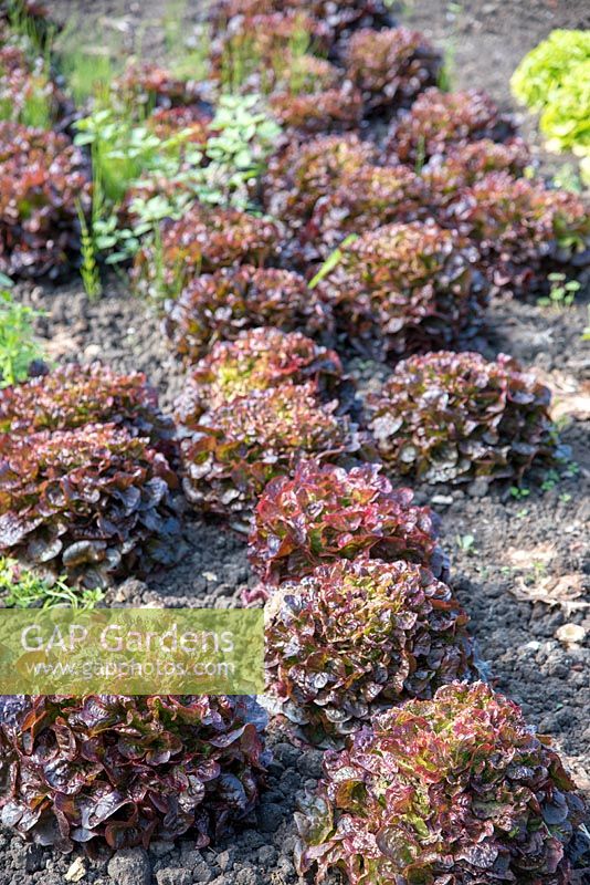Lactuca sativa 'Oakleaf' lettuces in a kitchen garden. 