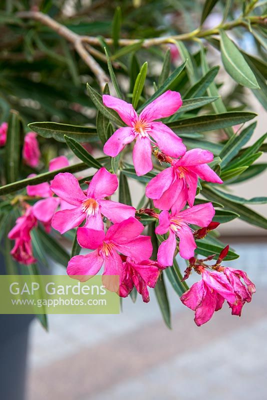 Nerium oleander - Pink bay tree