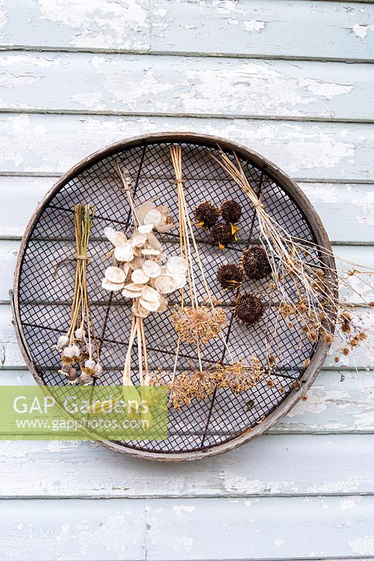 Air dried floral seedheads, including honesty, alliums, poppies, sunflowers and tulips, hanging from an old sieve on wooden background
