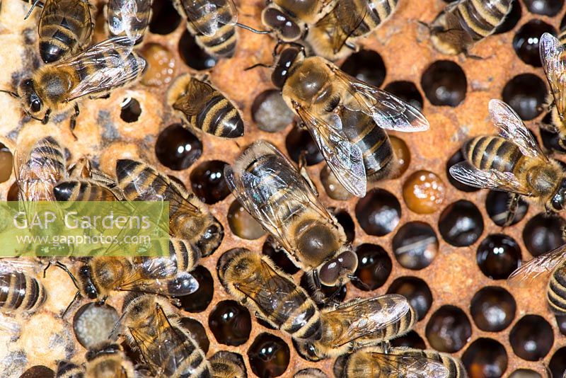 Honey bee colony showing female worker bees and drones on brood chamber comb