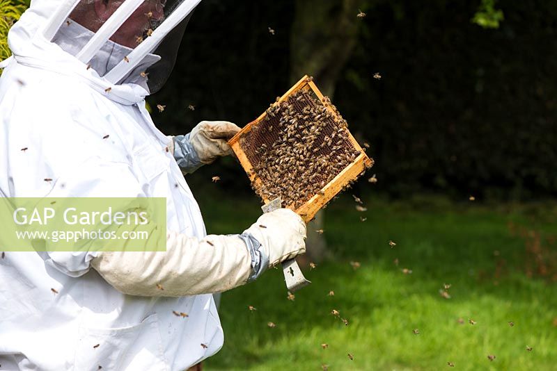 Beekeeper inspecting brood chamber on a honey bee hive