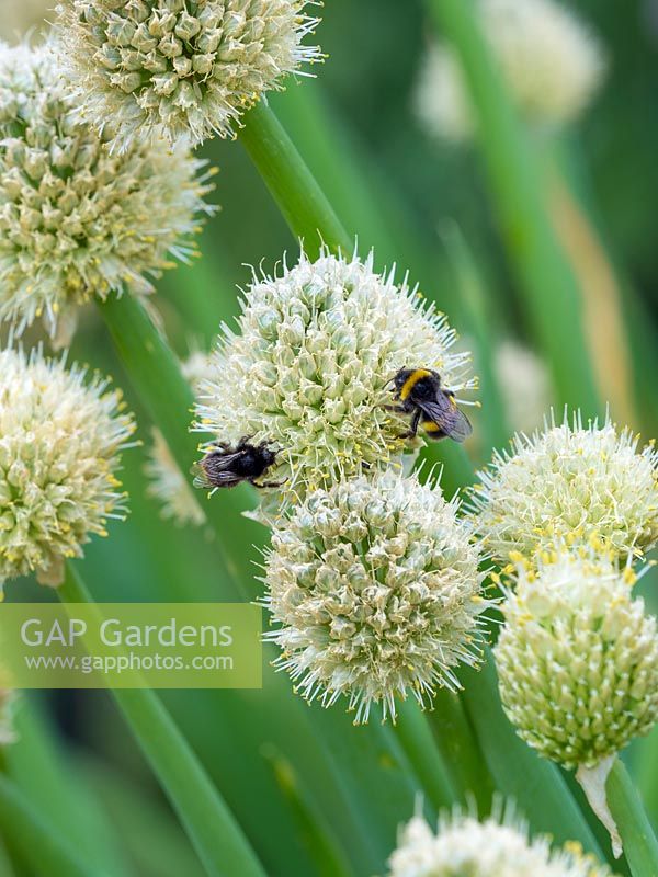 Bumble Bees on Allium fistulosum - Welsh onion