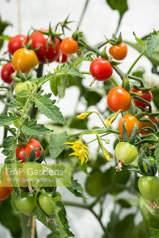 Solanum lycopersicum - Tomato 'Suncherry Smile'
