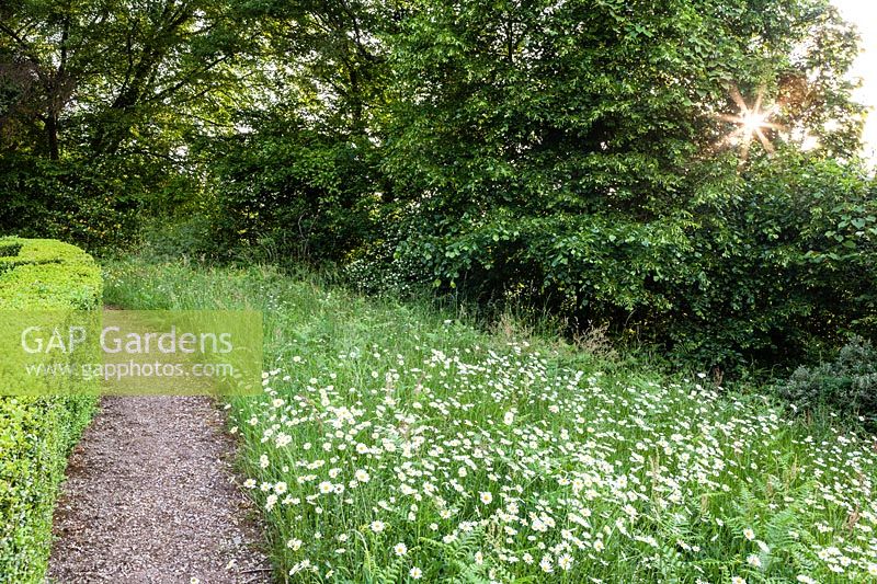 Meadow of Leucanthemum vulgare - ox-eye daisy - at Veddw House Garden, Monmouthshire, UK.
