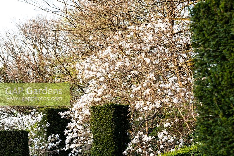 Flowering Magnolia stellata overhangs columns of Taxus baccata - Yew - at Veddw House Garden, Monmouthshire, UK.