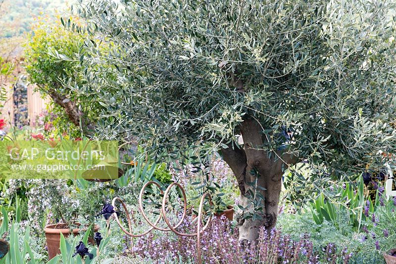 Olea europaea underplanted with Salvia, copper tubes used for support 