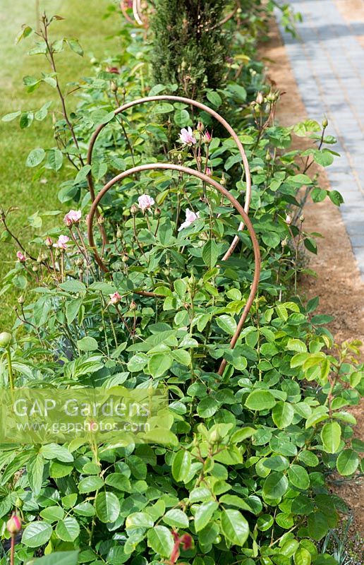 Copper spiral tubes used to support a bed of Roses - The Perfumer's Garden, RHS Malvern Spring Festival, 2018 - Sponsor: Keyscape Design. 