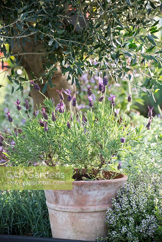 Lavandula stoechas - French lavender - in a terracotta pot set amongst Mediterranean-type
plants
