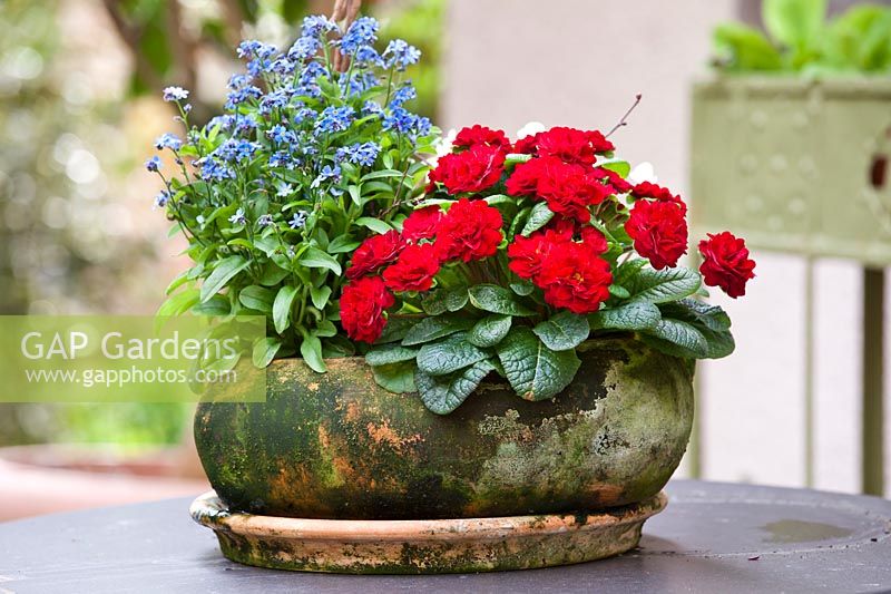 Terracotta pot and saucer showing aging patina on surface, planted with Myosotis - forget-me-not and primula
 