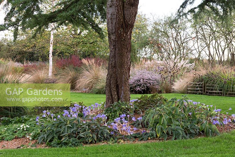 Crocus flowers and Helleborus - hellebore - foliage used as underplanting under 
Cedrus deodora with view of ornamental grasses and Aster 'Coombe Fishacre' in border beyond

