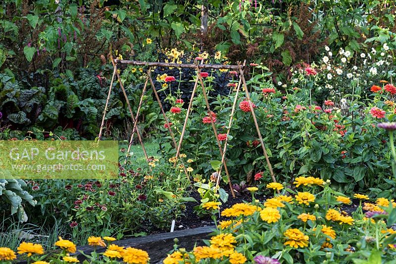 Raised beds with zinnias and dahlias grown for cutting, plus bamboo cane plant supports
