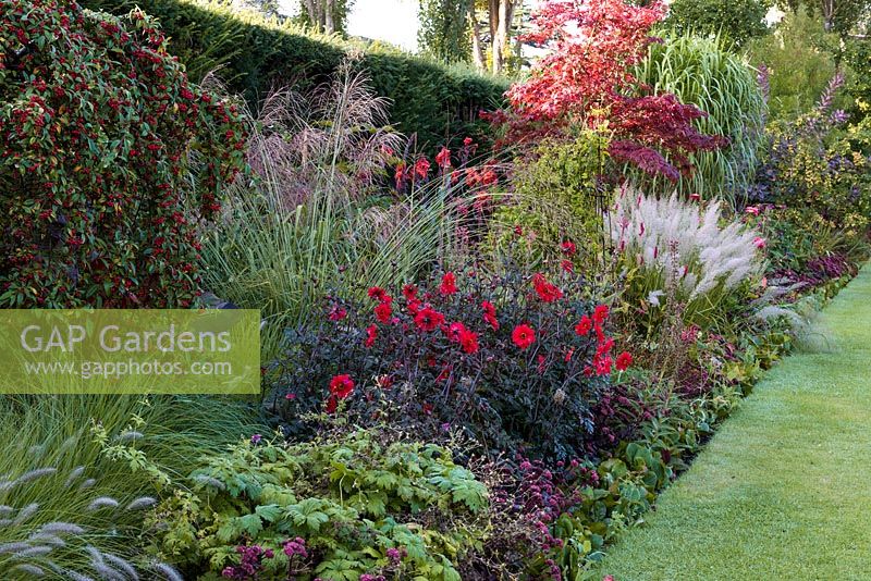 Packed mixed border next to neat lawn. Plants featured include Dahlia
 'Bishop of Llandaff' amidst ornamental grasses, Sedum and shrubs such as Cotoneaster.