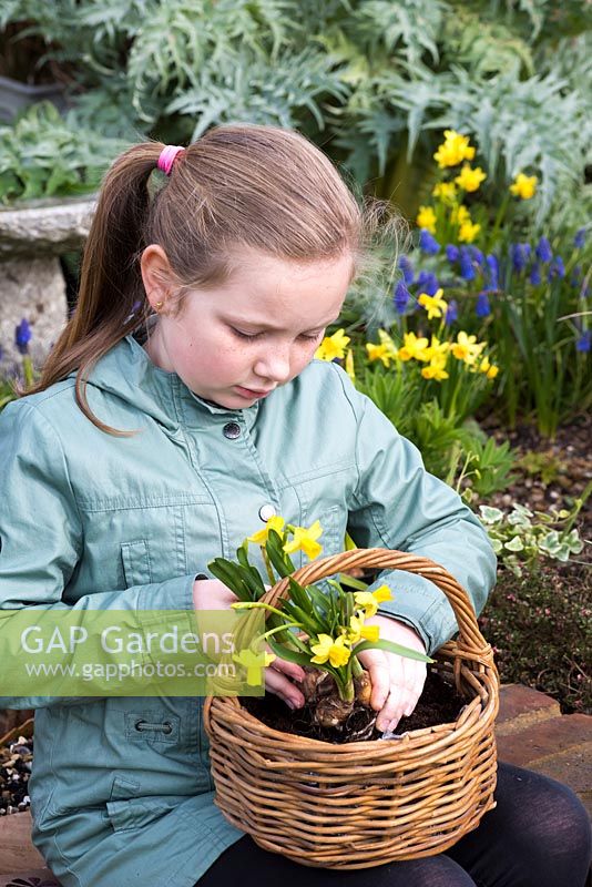 Girl uses hands to plant Narcissus 'Tete-a-Tete' - dwarf daffodils in centre of basket