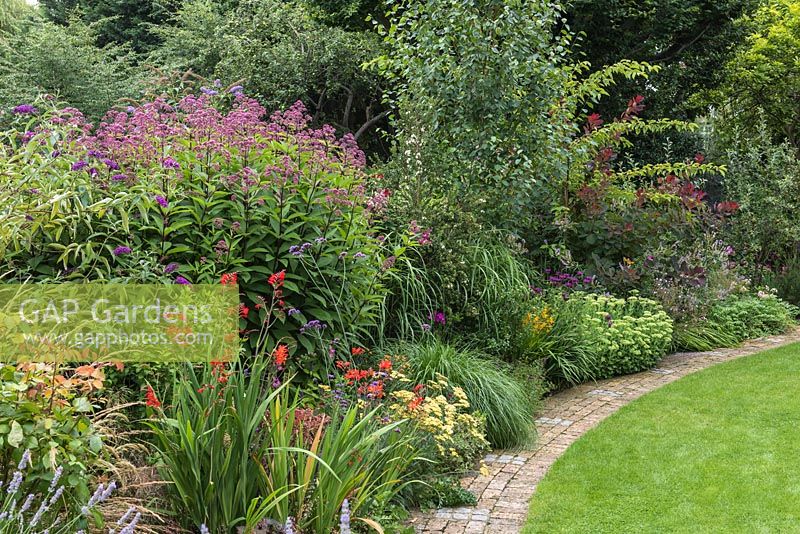 Packed mixed border with herbaceous plants: Eupatorium, Crocosmia and Sedum with background of shrubs. Curved path acts an edging between border and lawn

