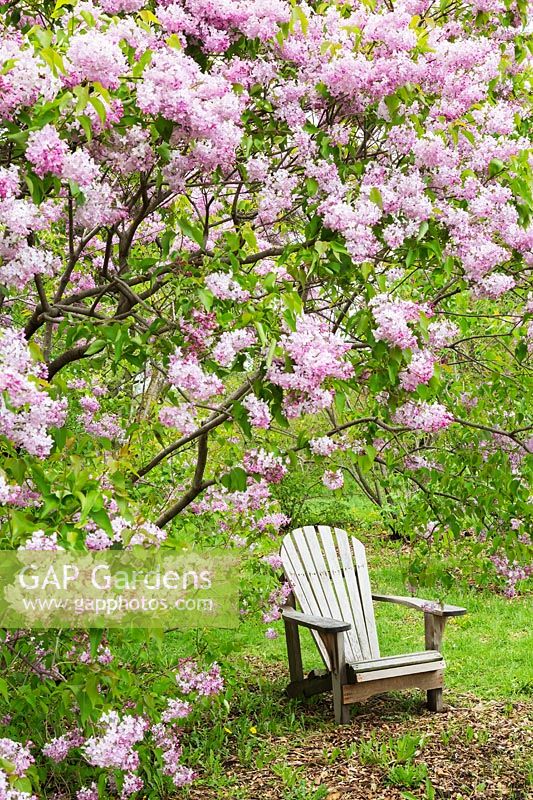 Adirondack chair beneath Syringa x hyacinthiflora 'Churchill' - lilac tree
in blossom 