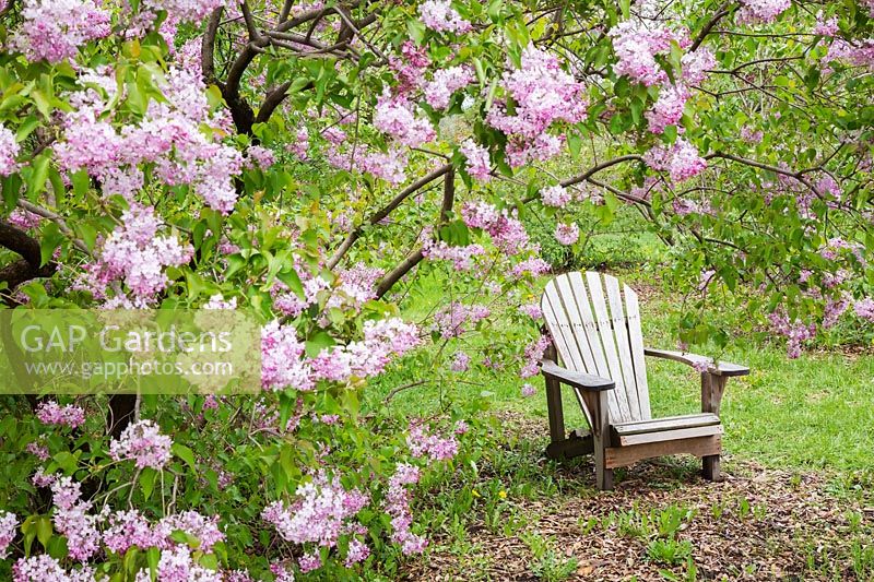 Adirondack chair beneath Syringa x hyacinthiflora 'Churchill' - lilac tree in
 blossom 