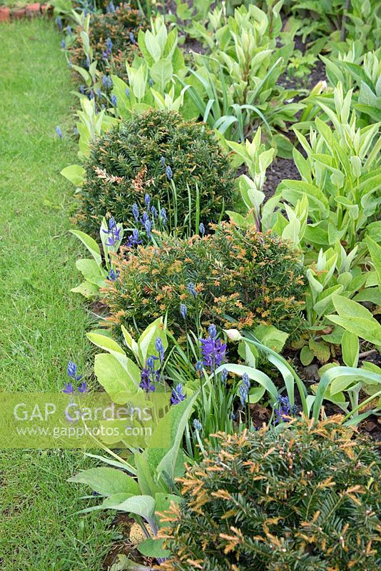 Close up of border with Camassia cusickii, Digitalis and Taxus baccata clipped balls. 