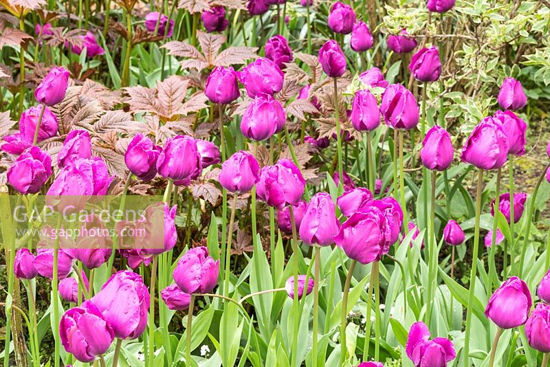 Tulipa 'Negrita' in spring border at Pashley Manor Gardens, East Sussex, UK. 